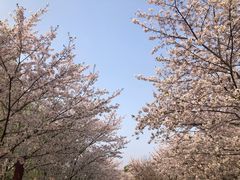 -顾村公园