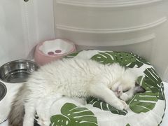 -青奢宠物·青奢猫舍