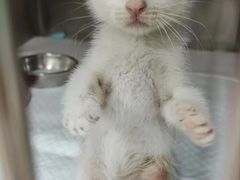 -瑞派动物医院·猫专科·至诚(江南中分院)