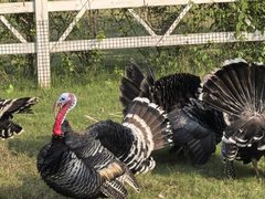 -前小桔亲子创意农场·草莓采摘·露营烧烤