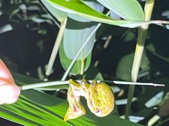 -中国科学院西双版纳热带植物园