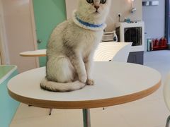 -怪兽屋·羊驼·猫咖·狗咖(俊华广场店)