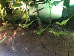 -恐龙探索乐园(磁器口店)