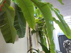 -单家老院·院子里的青岛菜(沙子口店)