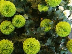 -杭州植物园