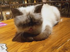 -more than meow吴止猫主题餐厅(承德 中船汇店)