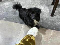 -小杨翘脚牛肉