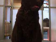 -喵屿·大理花园猫咖