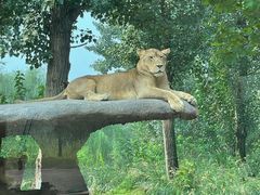 -北京野生动物园
