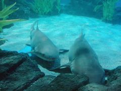 -常州海昌海洋探索馆