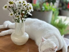 -有猫主题·治愈系猫咖(曾厝垵店)