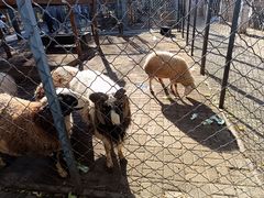 -长白岛森林公园