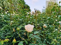 -人民公园(罗湖区)