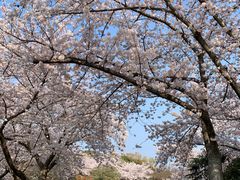 景点-汉拿树木园