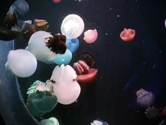-大连圣亚海洋世界