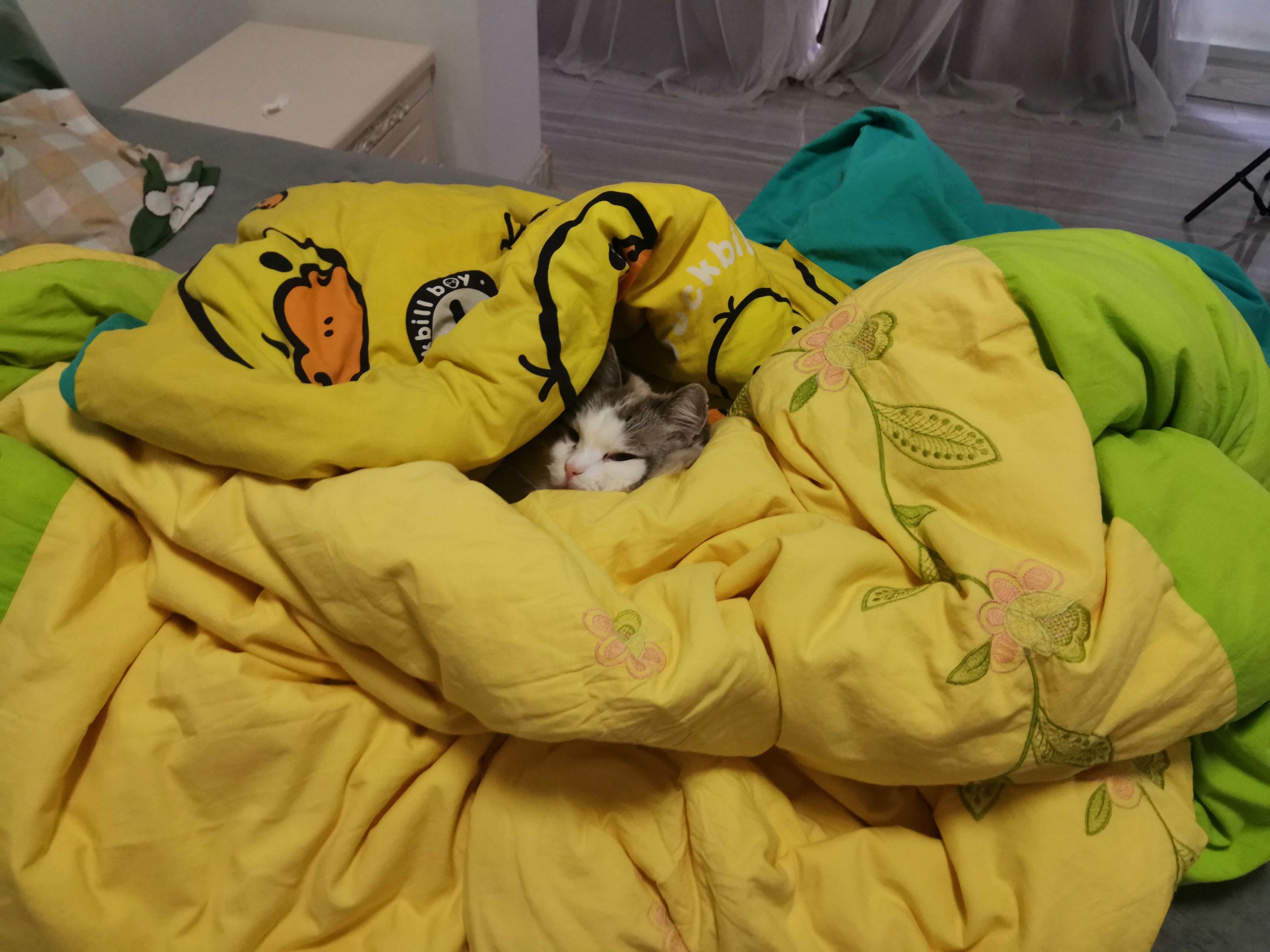 猫咪床上的午睡