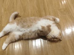 -滚猫咖啡·猫咖·猫友好撸猫(未来城店)