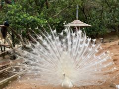 -泉州海丝野生动物世界