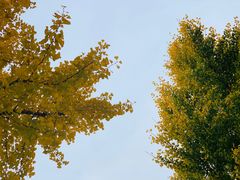 -三里屯东五街银杏大道
