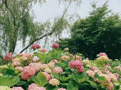 -杭州湾海上花田景区