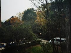 -绿雪芽白茶(浙大华家池校区凯旋路店)