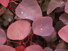 -优游吧斯邹族文化部落