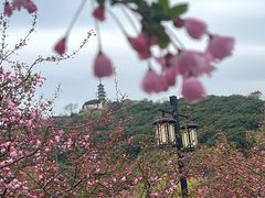 -苏州上方山国家森林公园