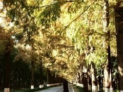 -黄海国家森林公园