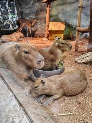 -Zoolung Zoolung动物主题公园(海信广场店)