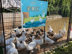 -前小桔亲子创意农场·草莓采摘·露营烧烤