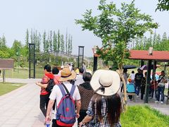 -上海长兴岛郊野公园