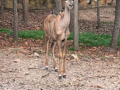 -清迈夜间动物园
