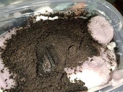 芋泥肉松盒子-李大牛和刘大力手作甜品(凯德店)