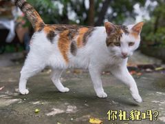 -西园寺