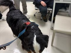 -申普宠物医院·心脏介入·心血管微创(总院)