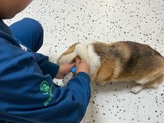 -瑞派康怡24h宠物医院·犬猫医疗中心·微创绝育(瑞景分院)