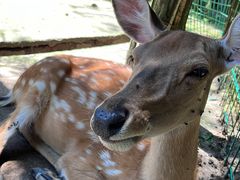 -武陵山森林公园