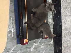 -喵zoo家庭繁育猫舍(尖东智能花园店)