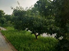 -意大利农场度假村