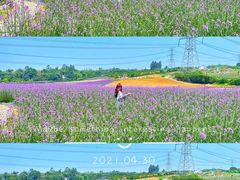 -紫颐香薰山谷景区