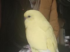 -青石桥花鸟鱼虫市场(叠翠城店)