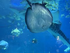 -烟台海昌鲸鲨海洋公园