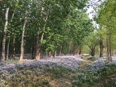 -玉华台饭庄·淮扬菜·烤鸭(望京店)