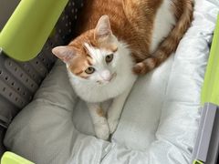 -宠福鑫动物医院(望京分院)