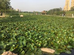 -前关湿地公园