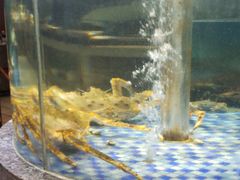 -海派美食·家宴海鲜青岛菜·石锅鲽鱼头(东方城店)