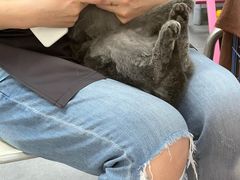 -瑞鹏宠物医院·骨科·猫科·内科(第一中心)