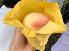 -老袁家蜜桃农场·阳山水蜜桃