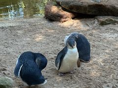 -费瑟代尔野生动物园