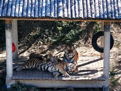 -石家庄市动物园